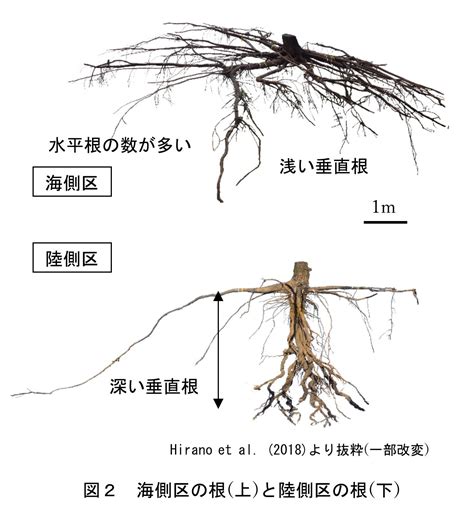 樹木 根|樹木の根の生長と分布特性